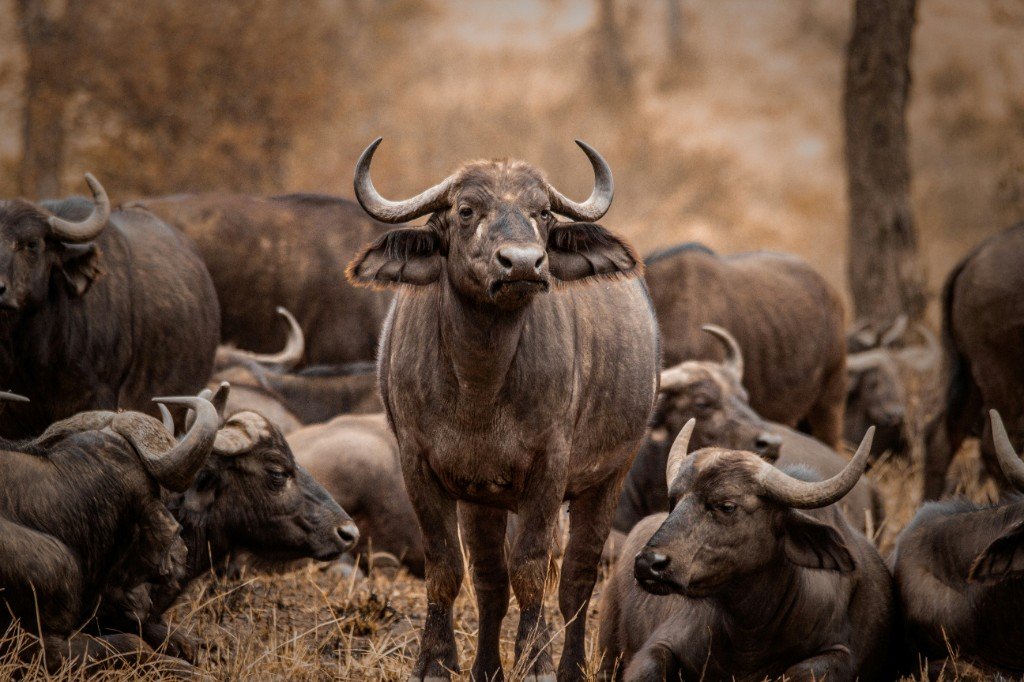 Lake Manyara National Park
