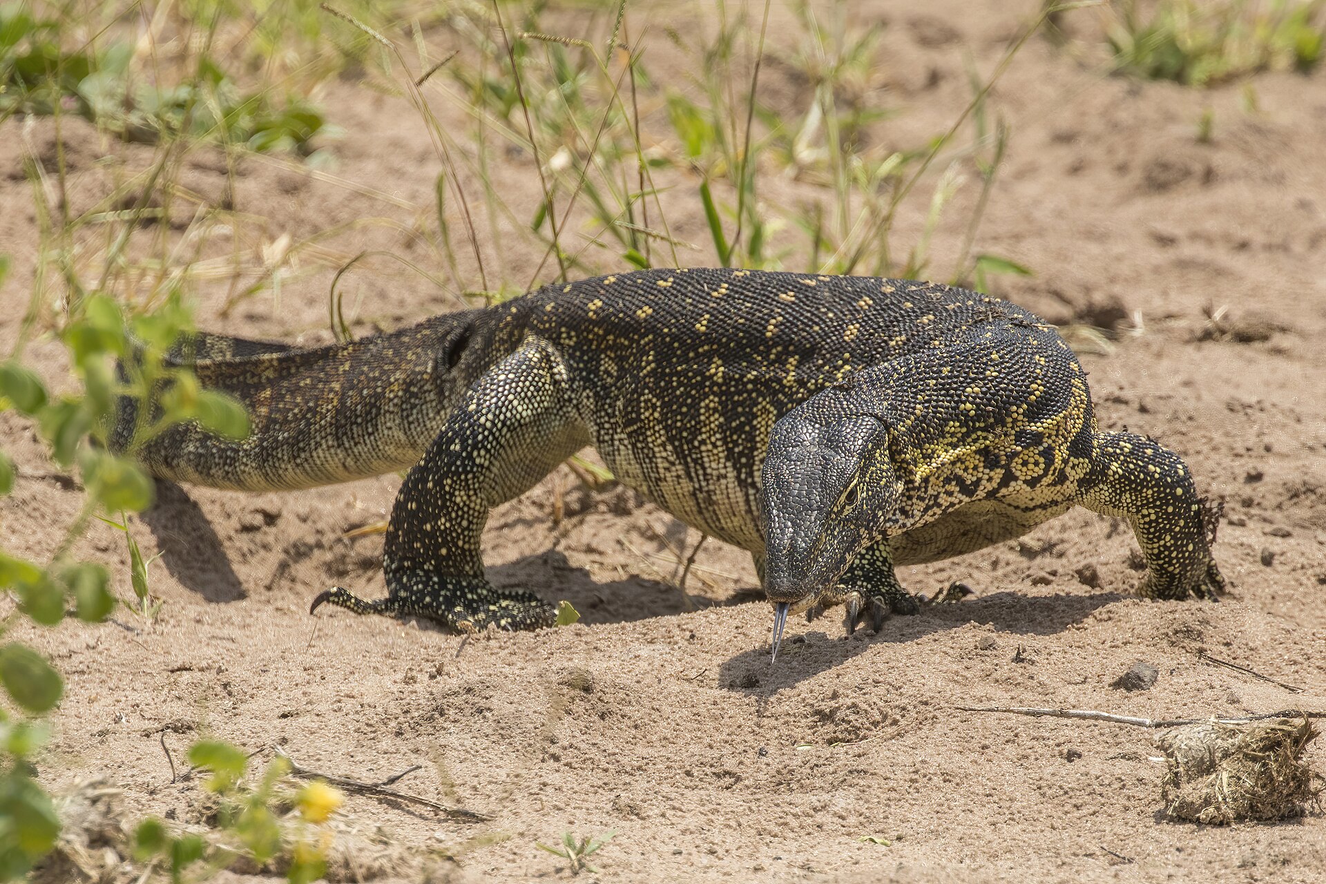 Arusha Wildlife Sanctuary (Meserani Snake Park)