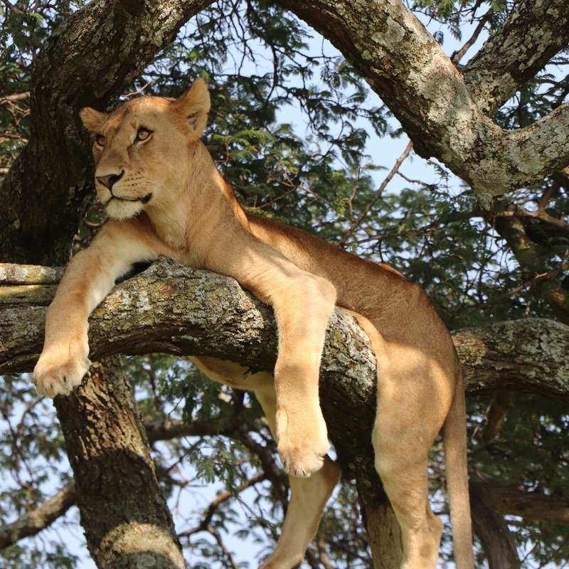 Ngorongoro Conservation Area